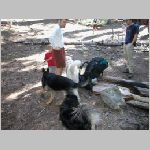 18 - A new friend dog greeting view.jpg